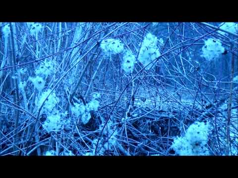 Видео: Dunja Knebl - CHERNYI VORON - Черный ворон - Русская народная песня