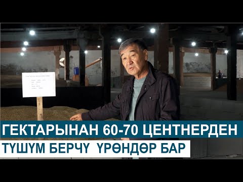Видео: ГЕКТАРЫНАН 60-70 ЦЕНТНЕРДЕН ТҮШҮМ БЕРЧҮ  ҮРӨНДӨР БАР//ЧАРБАКЕР