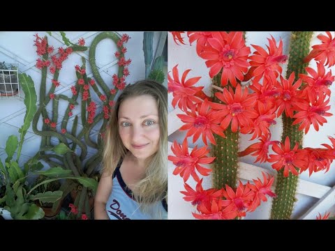 Видео: УРА зацвел КЛЕЙСТОКАКТУС!!