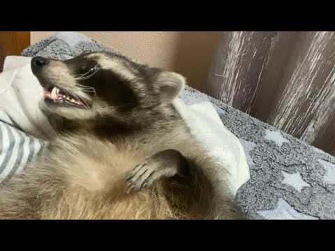 Видео: Дитячий садочок «Сопелька»😄