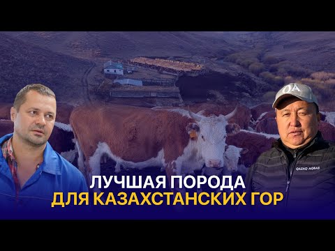Видео: Как разводят Акбасов в горах? Налог на волка и жизнь на пастбищах Тарбагатая — КХ Маулит