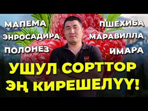 Видео: Чоң АКЧАЛАРДЫ алып келген МАЛИНА сорттору!