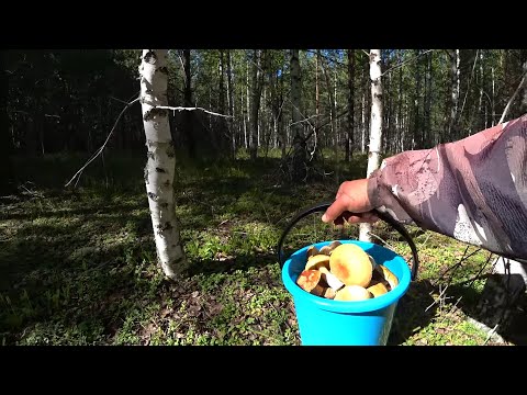 Видео: Белые грибы везде куда не посмотри они видимо не кому не нужны или сюда ни кто не приезжает #ХМАО