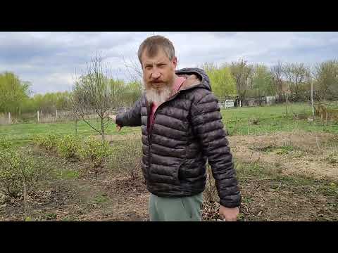 Видео: Жимолость. Переопыление сортов.