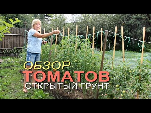 Видео: Обзор ТОМАТОВ в открытом грунте на начало июля! Советы от ЗЕЛЕНОГО ОГРОДА!