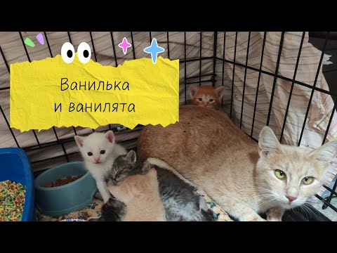 Видео: Ванилька и ванилята