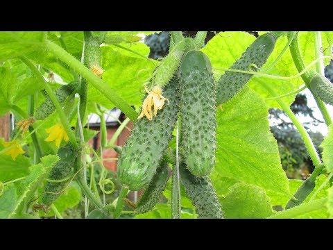Видео: Хрустящие соленые огурчики  Выбираем засолочные сорта