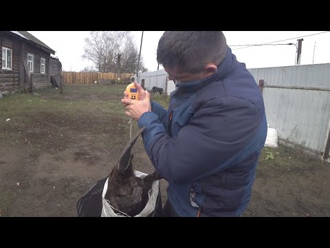 Видео: ОХОТА НА БОБРА ПРОВЕРКА КАПКАНОВ