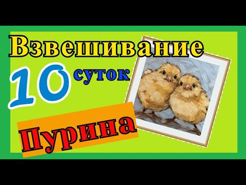 Видео: Вес бройлера Кобб-500 в 10 дней. Пурина