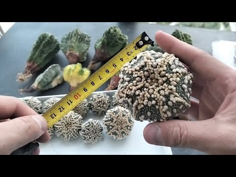 Видео: Новинки в коллекции 