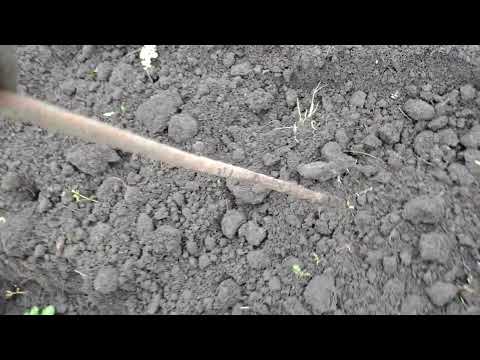 Видео: Ротоватори типу weima900 на кентавр 40-3-4,результат.