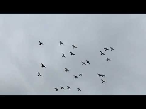 Видео: #Pigeons.Как одна поршивая овца портит всю стаю.