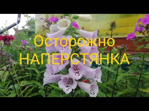 Видео: Осторожно наперстянка!!!