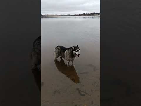 Видео: Хаски и квадроцикл. #дача