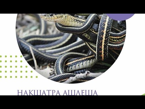 Видео: 🐍НАКШАТРА АШЛЕША🐍