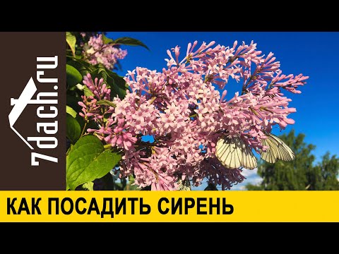 Видео: Как посадить сирень, чтобы она пышно цвела и не болела - 7 дач