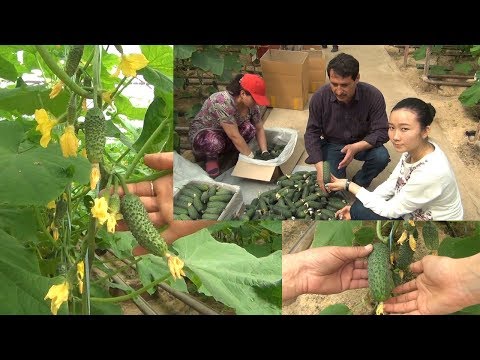 Видео: Пашаның жылыжайында қиярлары (23-04-2018)