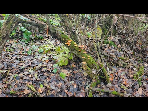 Видео: Снова пошли грибы!