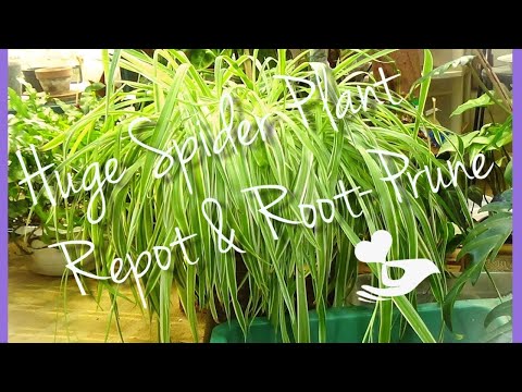 Видео: Пересадка огромного паучьего растения/советы/обрезка корней/размножение.