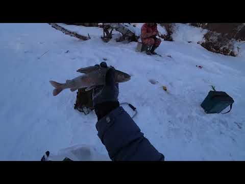 Видео: РАЗБУРИЛИ РУЧЕЙ ПО КОЛЕНО А РЫБЫ ПОЛНО! В ТАЙГЕ ИЩЕМ КРУПНЯК ! РЫБАЛКА НА ХАРИУСА ЗИМОЙ ИЗ ПОД ЛЬДА!