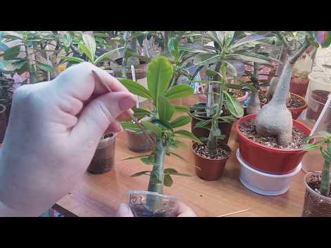 Видео: Адениумы. Результат цитокининовой пасты