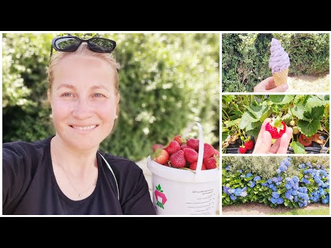 Видео: 🇳🇿 ЯГОДНАЯ ФЕРМА В НОВОЙ ЗЕЛАНДИИ или КАК ЗАМУЧИТЬ МУЖА...