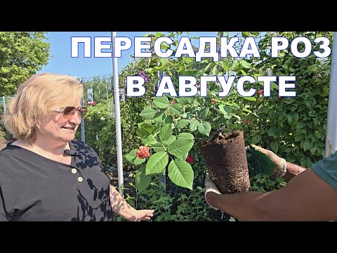 Видео: Пересадка и посадка роз в АВГУСТЕ 2025 г.