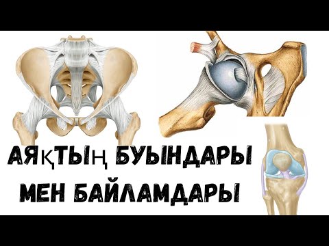 Видео: Аяқтың буындары мен байламдары |  3D форматта