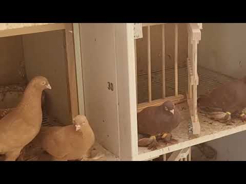 Видео: 1 июня 2022 г. Василич 89096312531