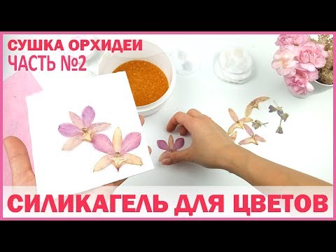 Видео: ГЕРБАРИЙ 💗 КАК СУШИТЬ ОРХИДЕЮ? 💗 СИЛИКАГЕЛЬ для ЦВЕТОВ