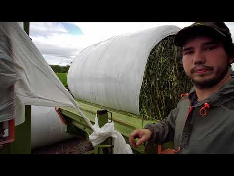 Видео: Перемотка рулонов сенажа и корова у чесалки