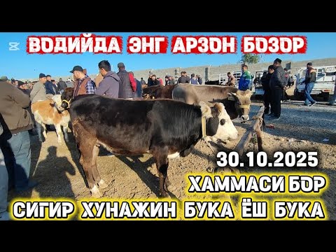 Видео: Сигир гунажин ёш ва катта бука нархлари энг арзон бозор тез куринг 30- октябр 