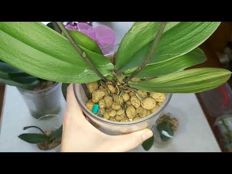 Видео: ОРХИДЕИ РЕАНИМАШКИ/полив с Nitrozyme ошиблась с дозировкой НЕ ПОВТОРЯТЬ/миниорхидеи с LEROY MERLIN