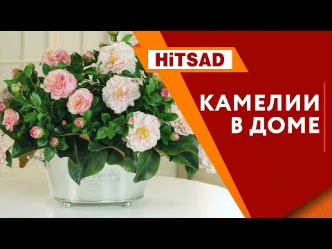 Видео: Цветы Камелия Уход |  Как вырастить комнатные цветы 🌺 Хитсад ТВ