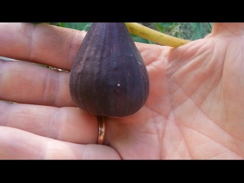 Видео: Полив и подкормка инжирного куста.(watering figs)