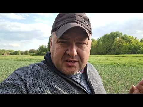 Видео: Часник не хоче рости, сухо і холодно! Бур'ян намилу втримали!