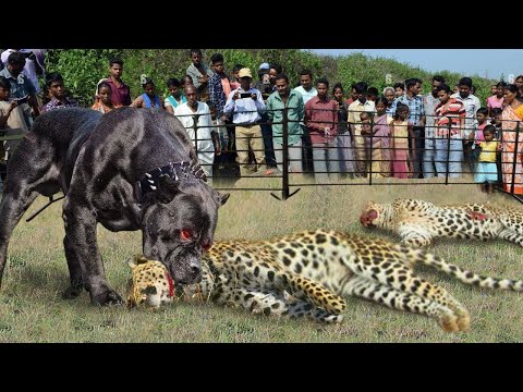 Видео: Собака Напала на Леопарда! Удивительный ФИНАЛ...