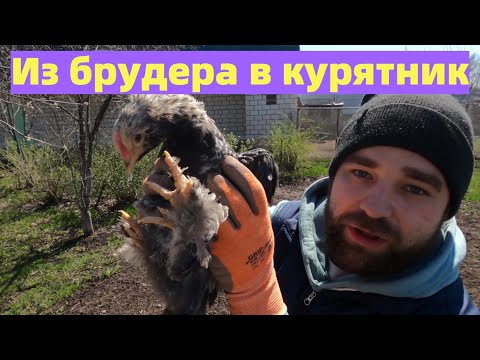 Видео: Переселение цыплят из брудера в курятник. Выбор петухов.