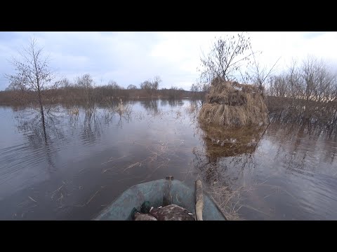 Видео: Весенняя охота с подсадными утками. 2023г( Часть 3)