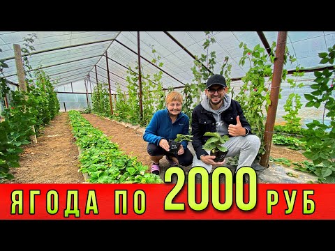 Видео: Ягода по 2000 руб