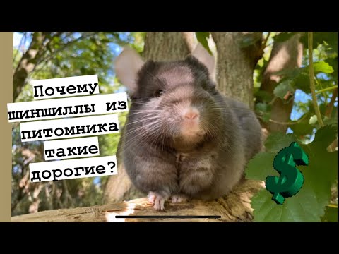 Видео: Сложности содержания питомника. Почему шиншиллы из питомника такие дорогие?