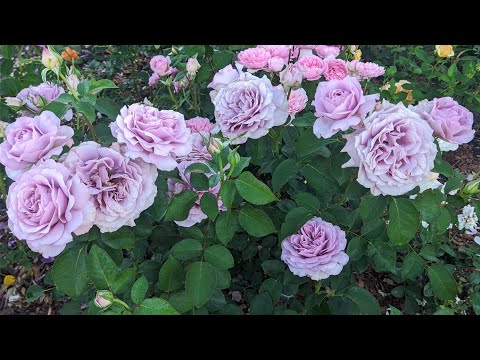 Видео: лови момент 🥀🥀уходящая 🌊 волна