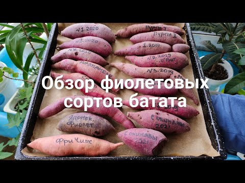 Видео: Обзор батата. Фиолетовые сорта. #батат