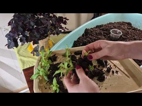 Видео: ХОРОШИЕ КОРНИ У ПЕТУНИИ.ПИКИРУЮ ПЕТУНИЮ.