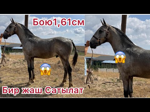 Видео: Тай Сатылат Бир жаш бою1,61см тел +996 773 821 996 