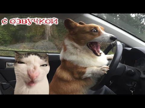 Видео: Приколы с котами! С ОЗВУЧКОЙ! Самые смешные животные - СМЕШНЫЕ КОШКИ И СОБАКИ! Я ЛОПНУЛ ОТ СМЕХА!