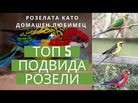 Видео: Розелите + ТОП 5 подвида розели