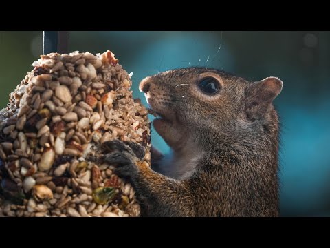 Видео: ░▒▓█           ЕДА          █▓▒░                      С.САВЕЛЬЕВ