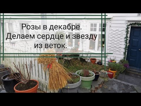 Видео: Розы в декабре. Делаем сердце и звезду из веток. Адвент-календарь #14