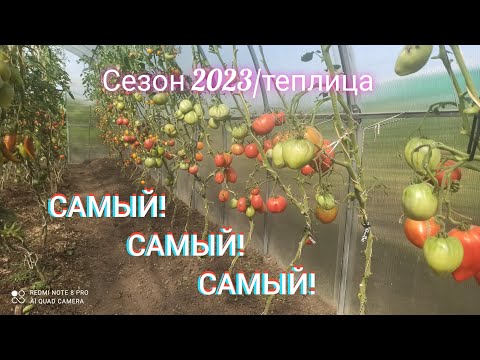 Видео: Какие сорта томатов в теплице оказались "самые-самые" в непростом сезоне 2023 года